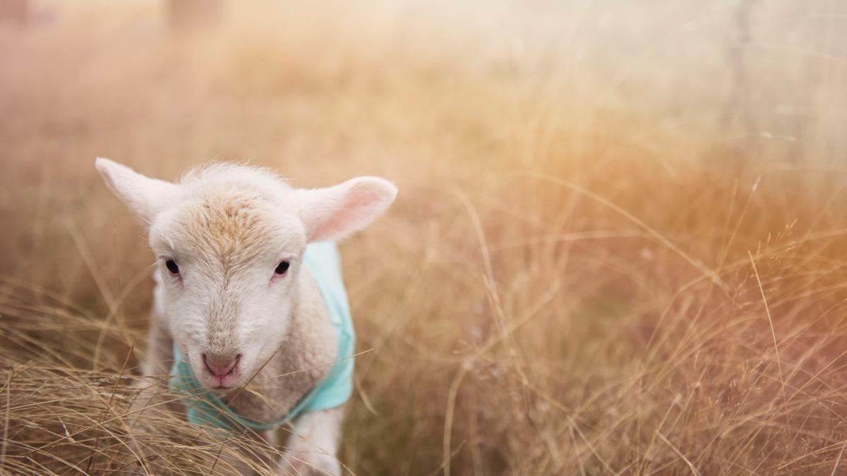 putini romani stiu asta care este diferenta dintre carnea de miel si carnea de berbecut