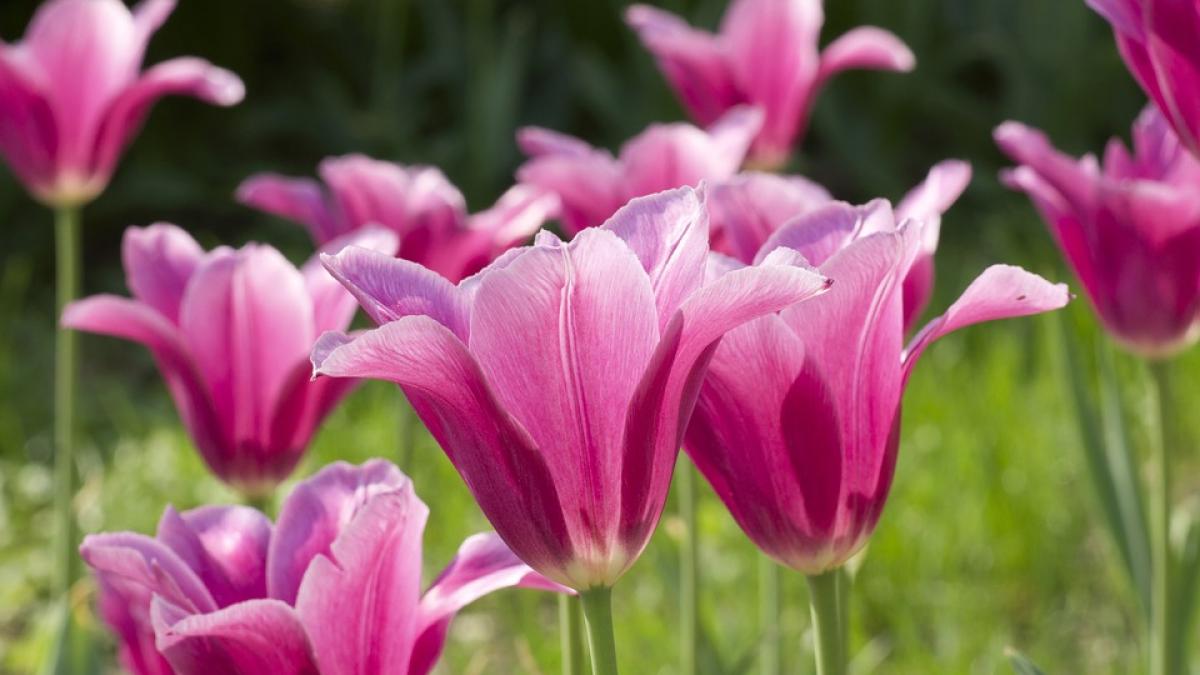 florii traditii si superstitii de floriile catolice