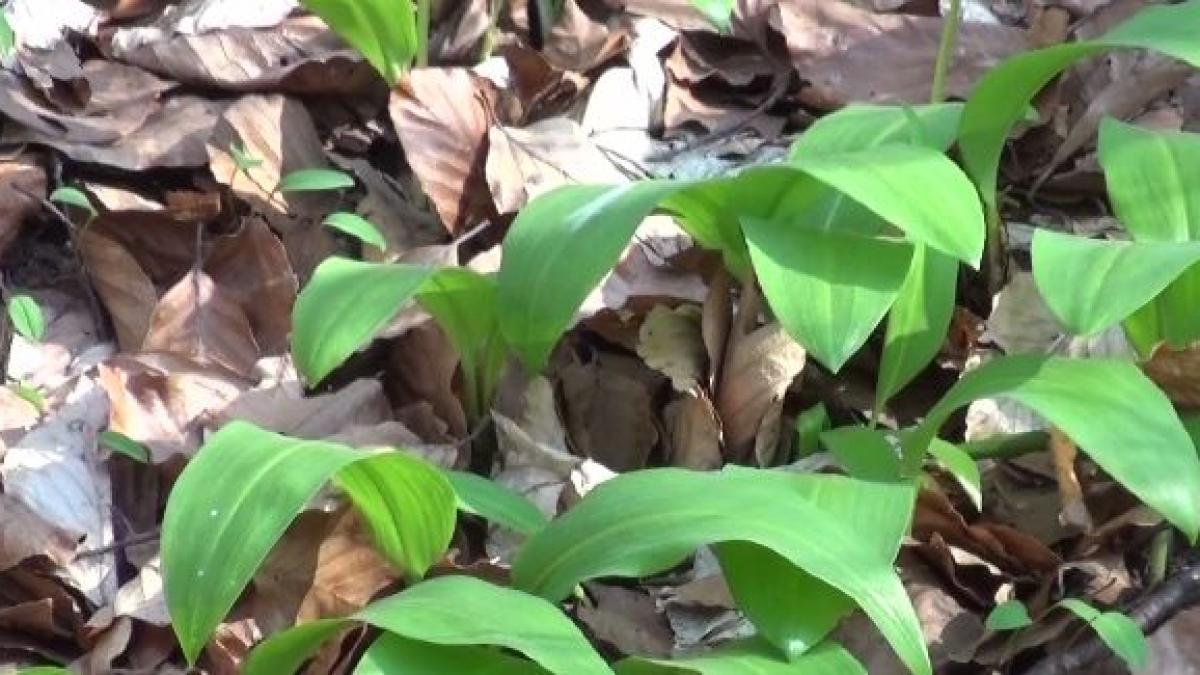 agricool leurda planta medicament din padure medicii recomandata sa o consumam pentru detoxifiere