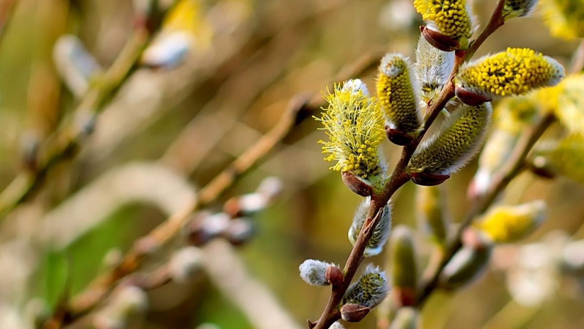 florii 2019 traditii si obiceiuri in duminica floriilor catolice
