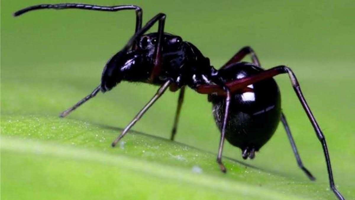 oamenii de stiinta au descoperit o specie de paianjen care isi alapteaza puii