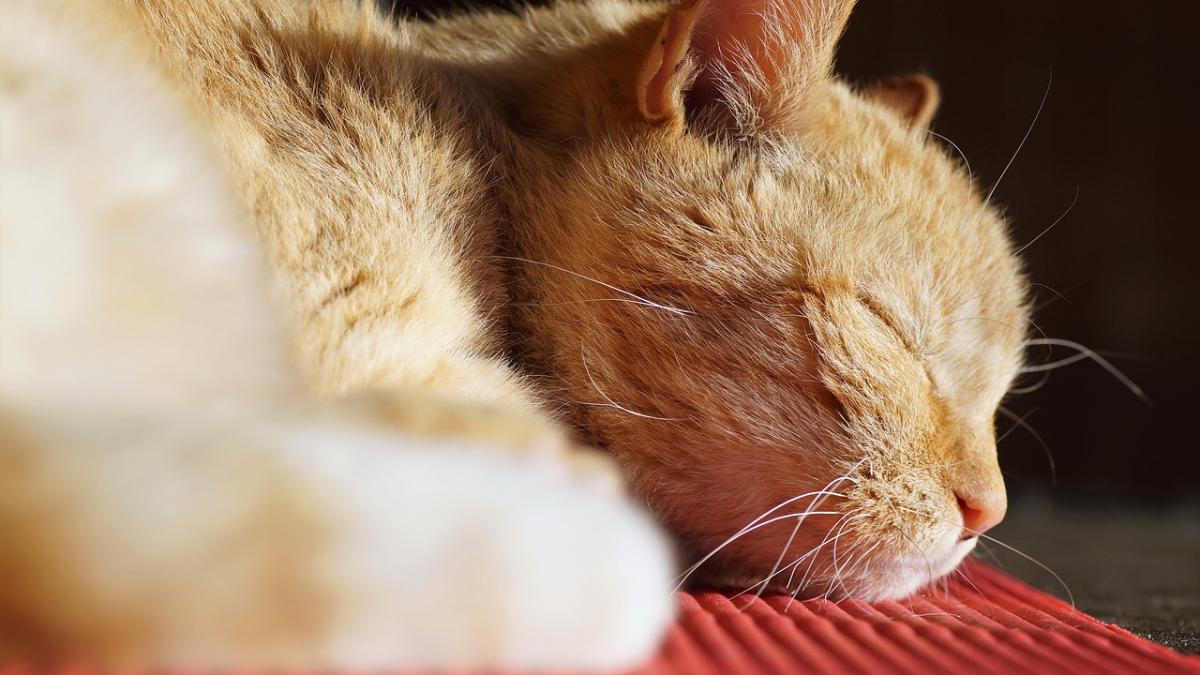 nu stia unde este pisica ei asa ca a inceput sa o caute prin casa cand a gasit o a facut imediat