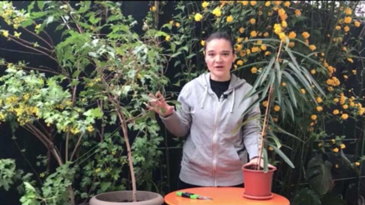 numai de bine cum ingrijesti un ficus in casa