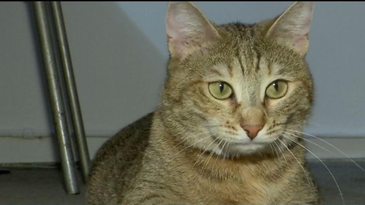 o pisica vedeta politiei capitalei