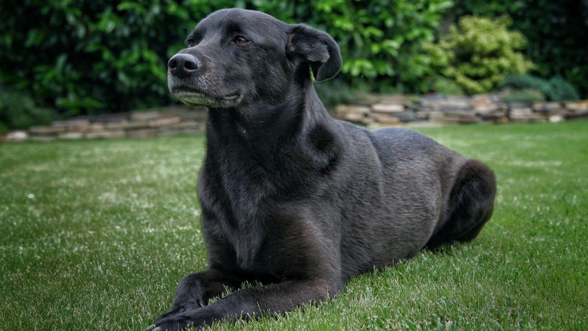 un baietel de doar noua ani sfasiat de un caine mesajul tatalui sau