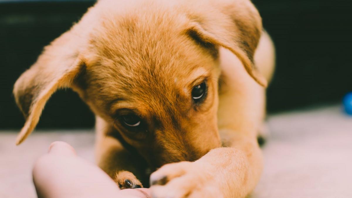 el e catelul miracol a fost la un pas sa se inece dar a rezistat pana cand a fost gasit de salvatori