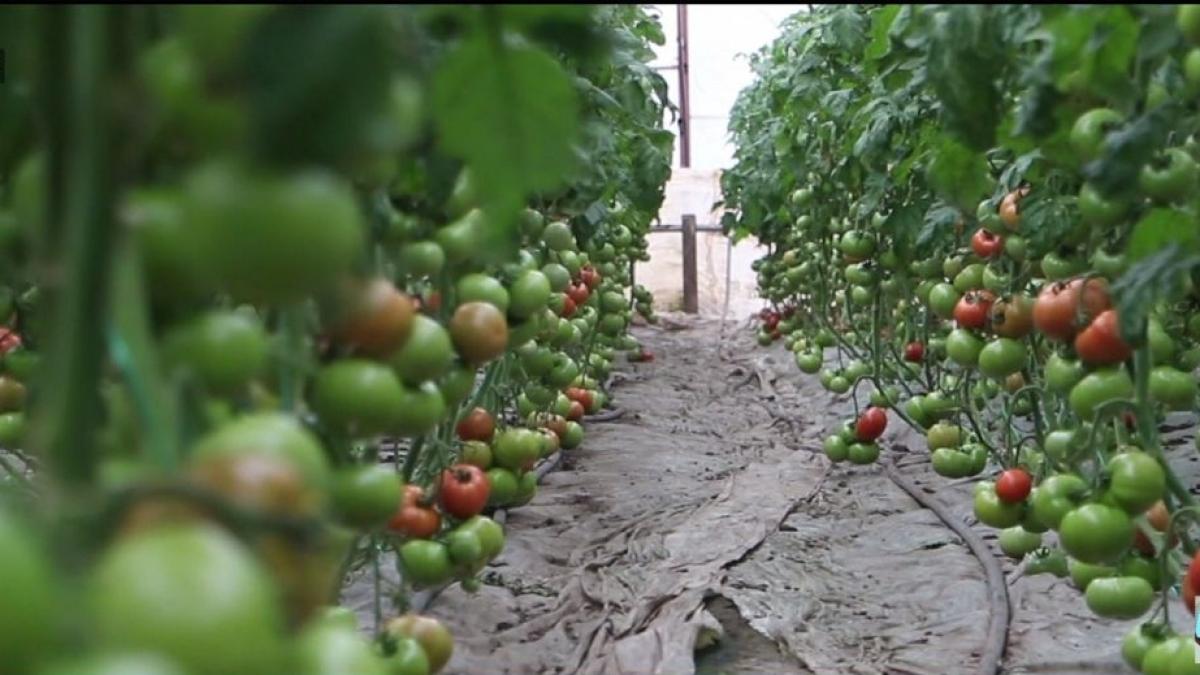 legumele bio polenizate cu ajutorul insectelor