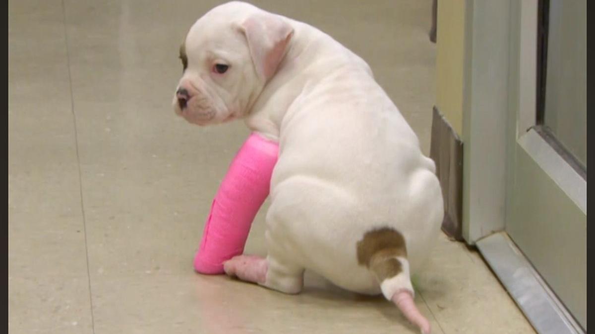 s a nascut cu o anomalie la picioare si nu a fost acceptata asa povestea impresionanta a catelusei