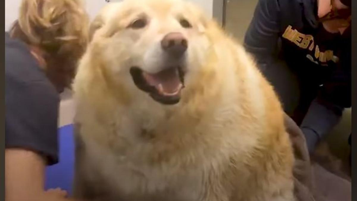 cainele balon cel mai gras din lume a dovedit ca se poate cu mult efort si motivatie a slabit 45 de