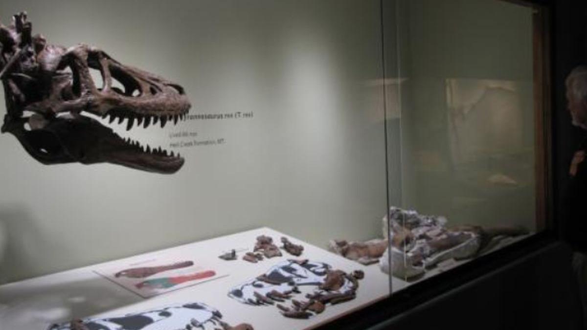 un pui de tyrannosaurus rex a fost scos la vanzare pe ebay cati bani vrea proprietarul