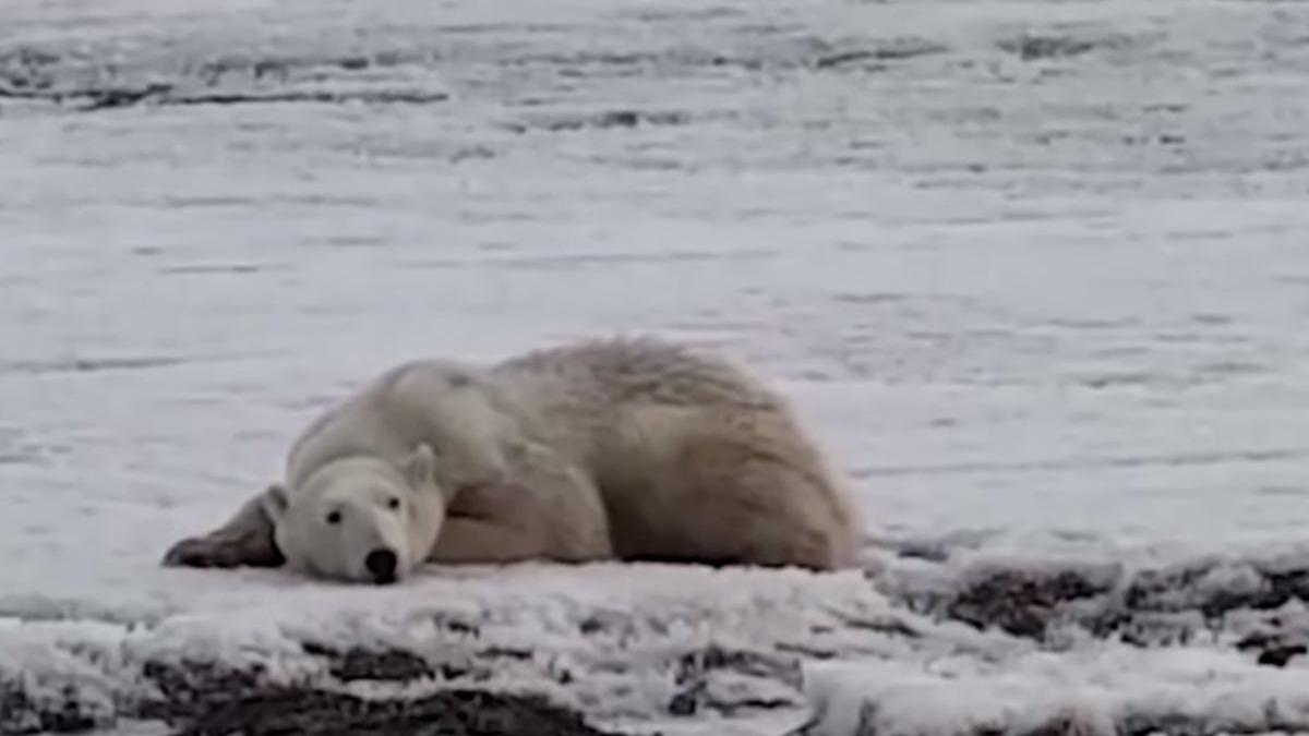 locuitorii unui sat din rusia au avut un soc cand au vazut un urs polar plimbandu se pe strazi in