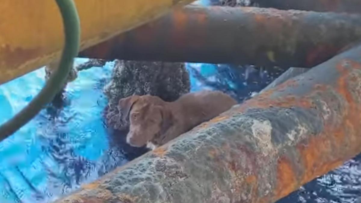 cainele a supravietuit miraculos dupa ce a fost gasit in mare la 220 de kilometri distanta de tarm