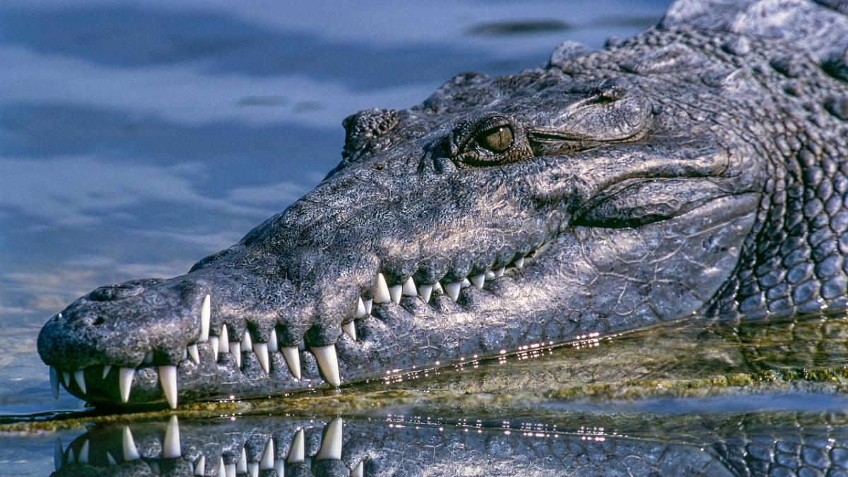 o bunica de 73 de ani a omorat un crocodil dupa ce animalul i a atacat poneiul