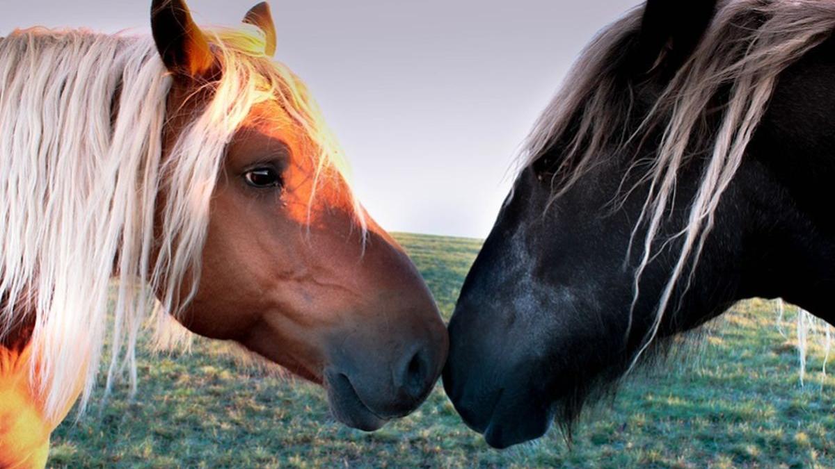 pastele cailor exista cu adevarat de unde vine expresia celebra