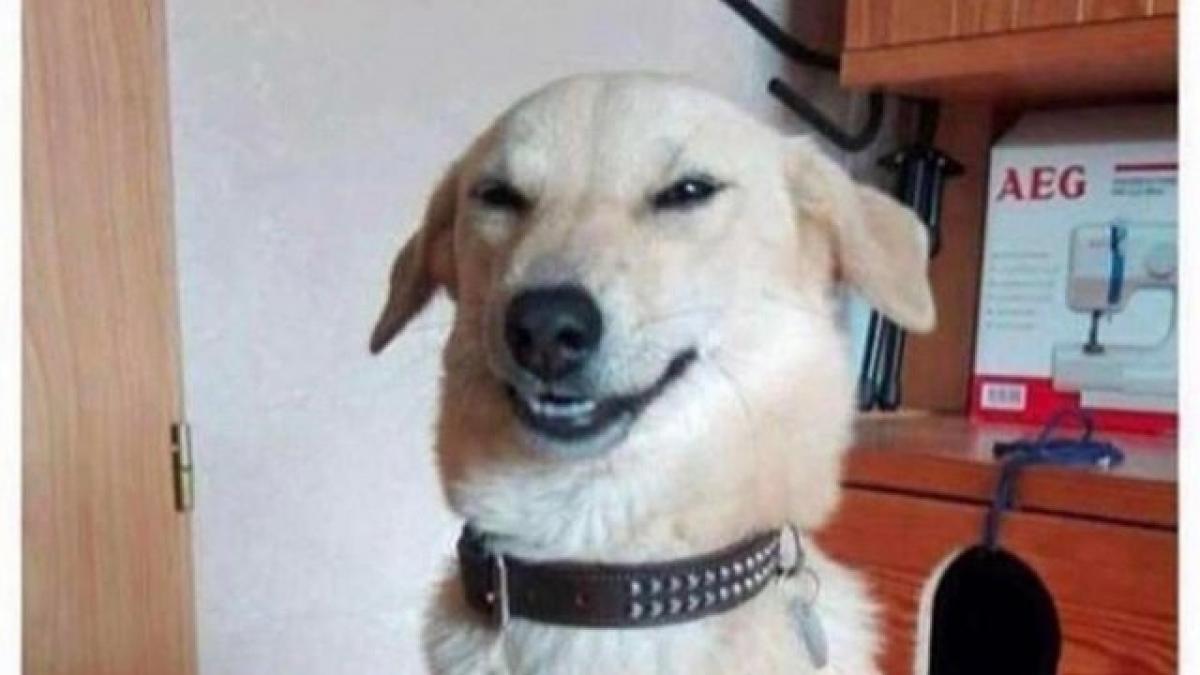 a ajuns acasa dupa o zi obositoare de munca si tot ce isi dorea era sa vada un film insa catelul i