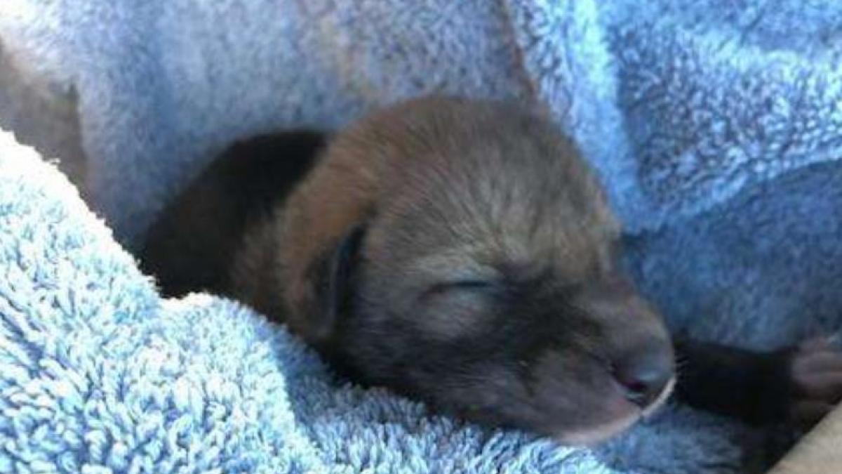 a gasit un pui de catel si s a gandit sa l salveze a avut un adevarat soc cand a vazut in ce s a