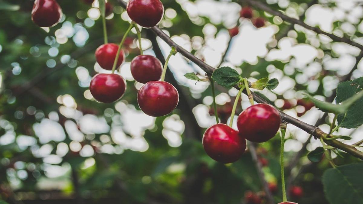 agricool livada vis transformat in afacere de succes