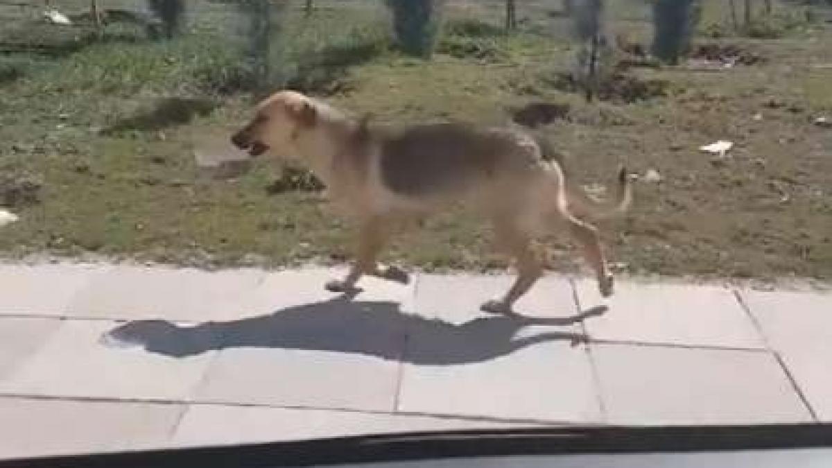 barbatul a vazut cum catelusa ia bolul de mancare si incepe sa se plimbe cu el in gura a decis sa o