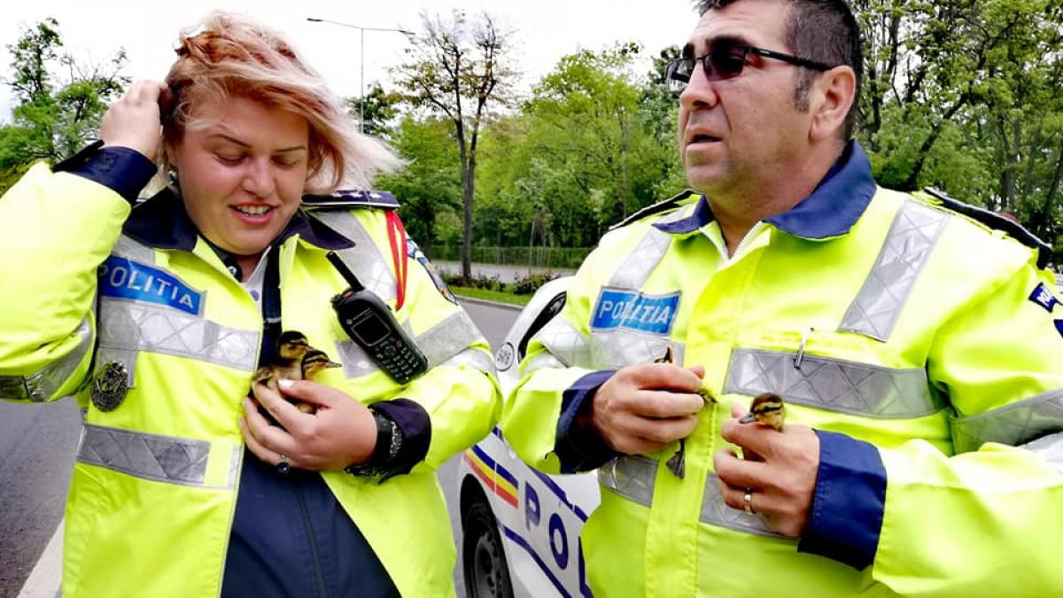 dragos se plimba linistit pe soseaua bucuresti ploiesti cand deodata a vazut ceva politistii