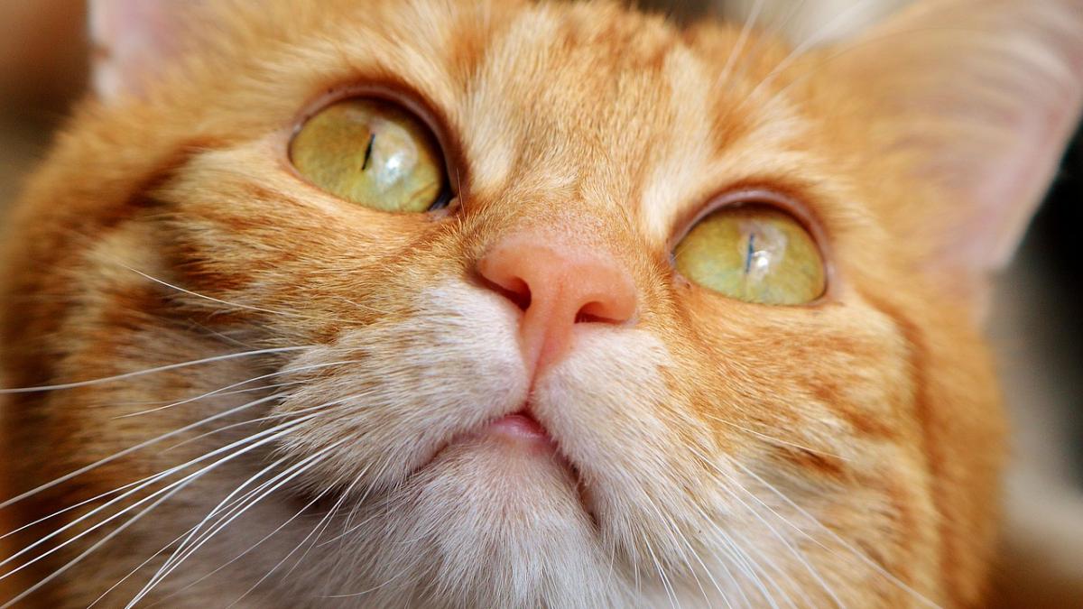 o pisica s a incurcat cu istoria munca de o viata poate fi spulberata in cateva secunde gestul