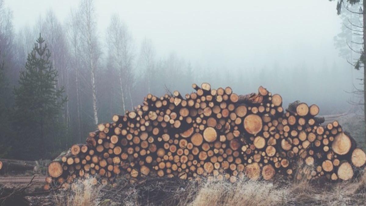 tragedie la suceava un tanar a murit dupa ce o caruta plina cu lemne s a rasturnat peste el