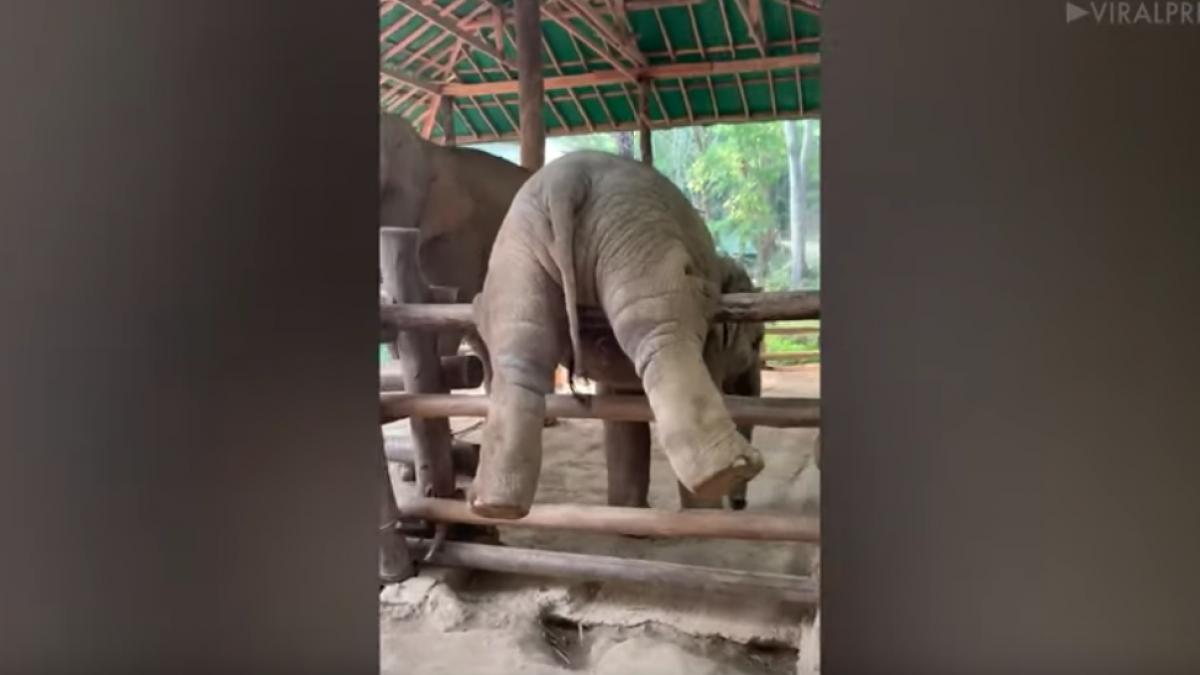 un elefantel a ramas blocat in gardul unui sanctuar este incredibil cum a reusit micutul aventurier