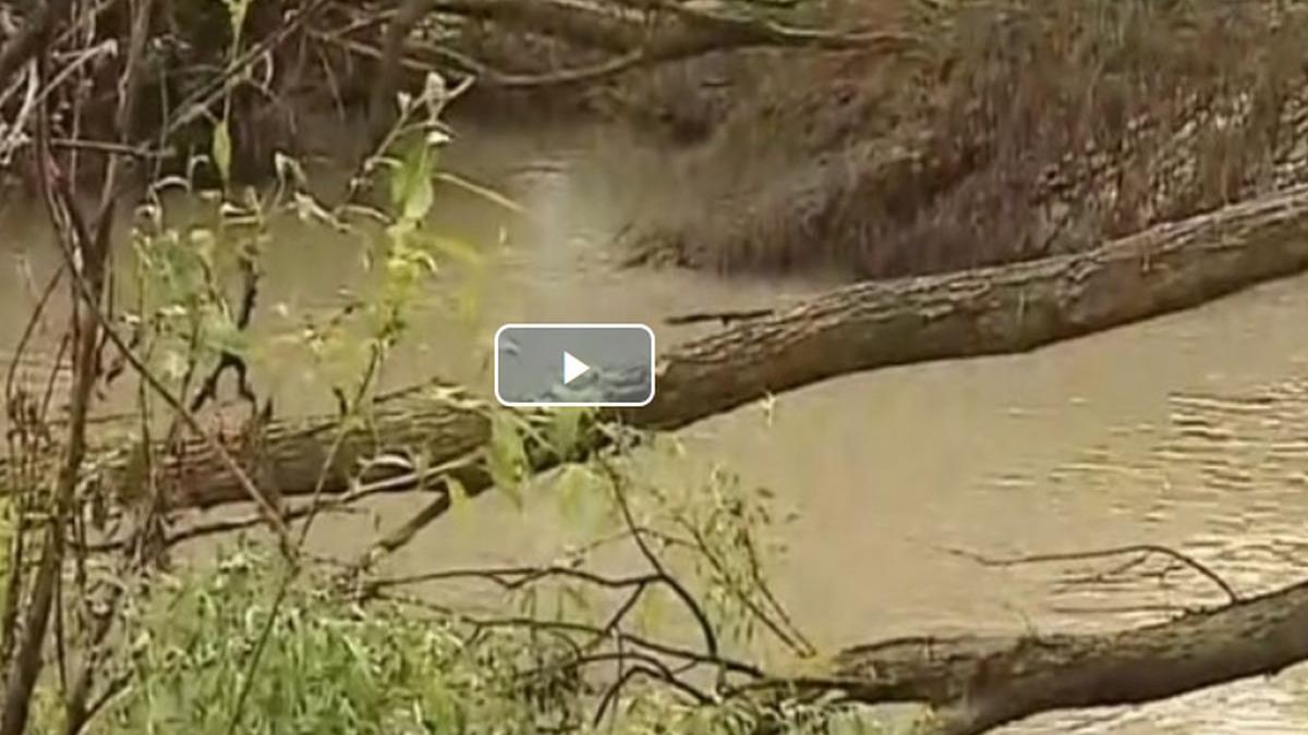 imagini apocaliptice din delta dunarii braconierii au facut ravagii dupa o metoda neobisnuita