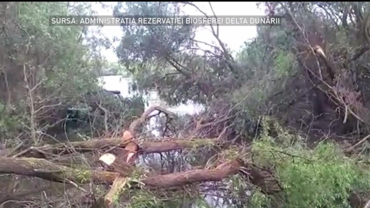 situatie revoltatoare in delta dunarii zeci de copaci taiati