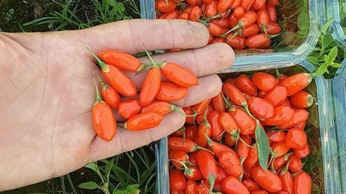 toate femeile sunt innebunite dupa fructele pe care le creste acest iesean cred ca vor fi vesnic