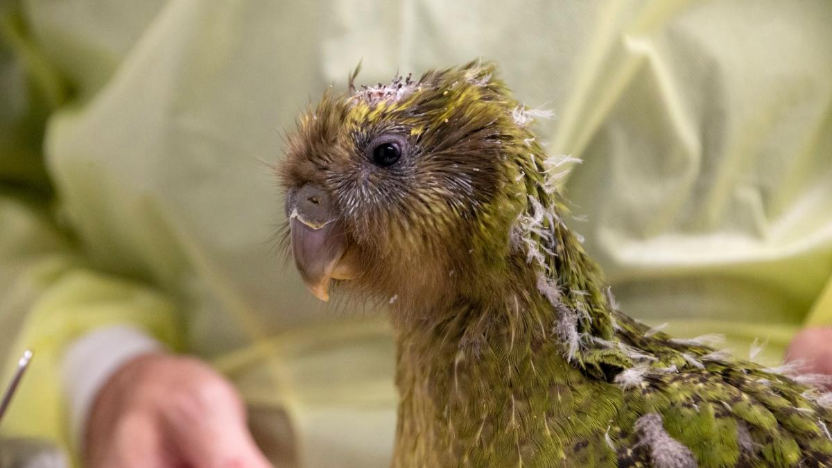 premiera mondiala in medicina veterinara un papagal dintr o specie rara a fost operat pe creier