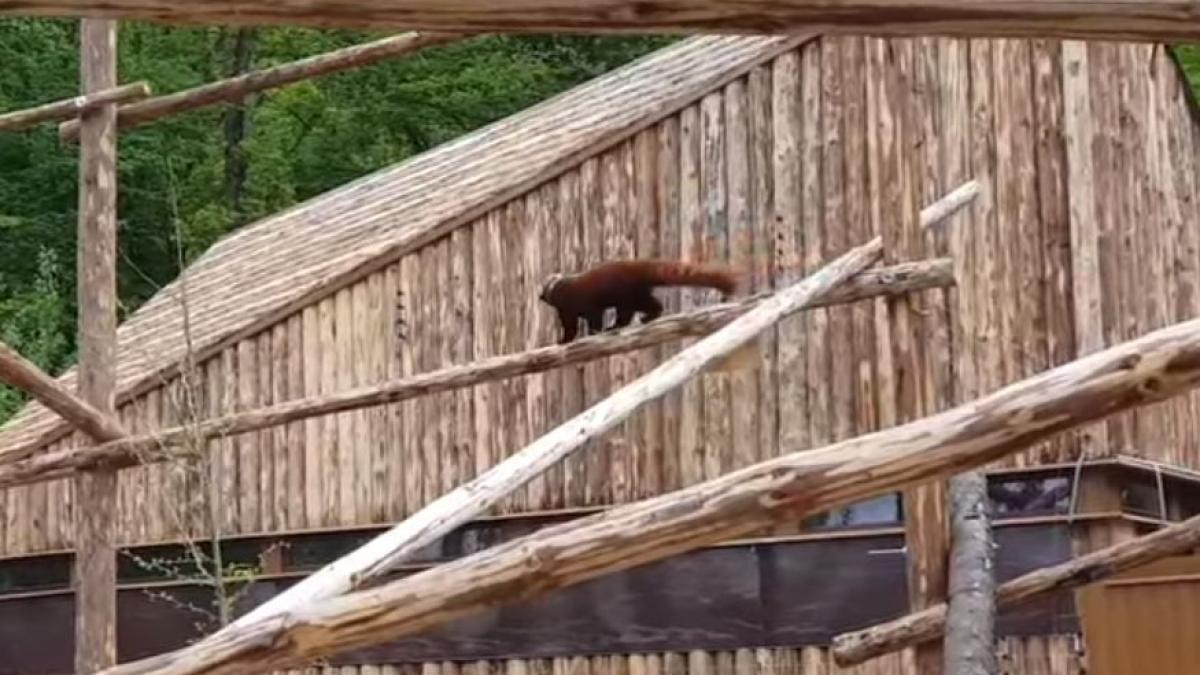 primul urs panda rosu din romania poate fi vizitat la gradina zoologica din brasov