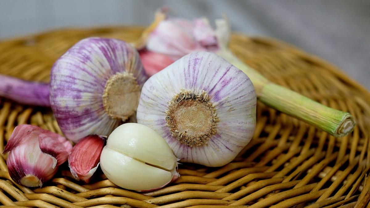 guvernul dancila tripleaza sprijinul pentru fermierii care cultiva usturoi 3 000 de euro pe hectar