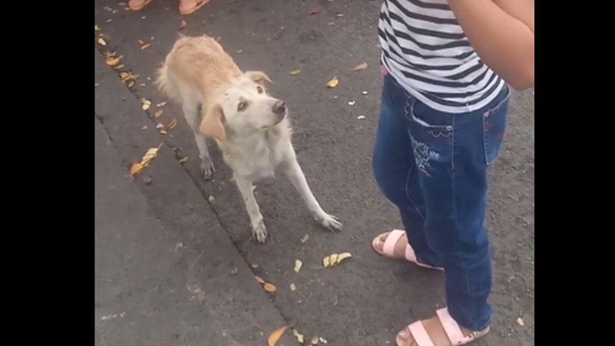 cum cere un caine educat de mancare clipul care i a amuzat pe toti internautii video