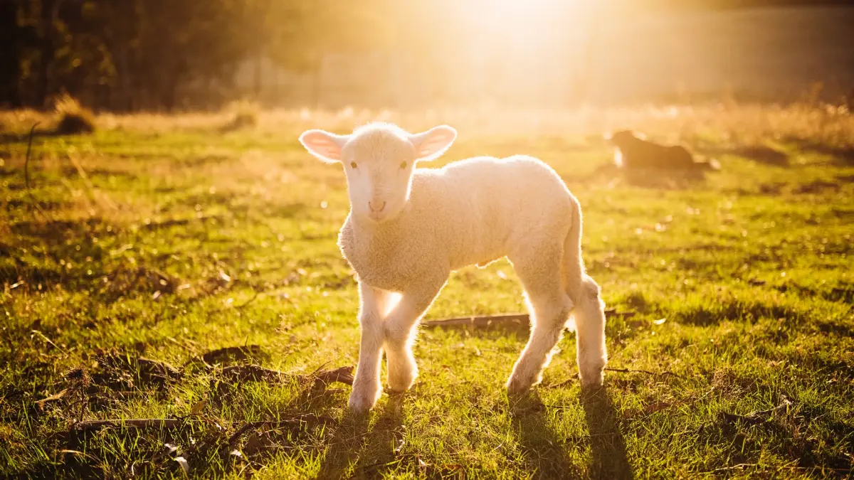 surpriza haioasa pentru un tanar dupa ce a mai adus un animal in curte am adoptat o oaie si ea are