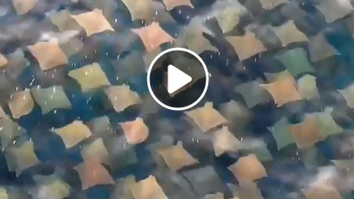 fenomen uimitor pe o plaja plina cu turisti oceanul s a umplut de creaturi video