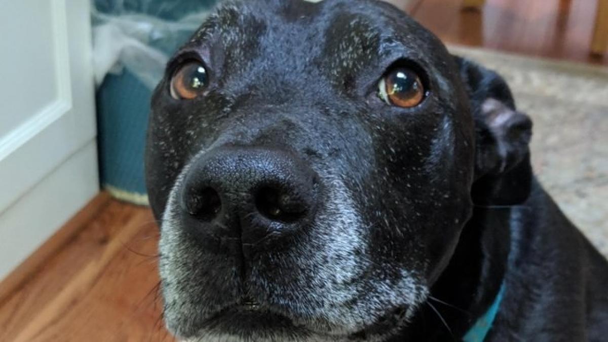 catelul buddy a fost parasit de stapanii lui si a pornit singur in cautarea unei noi familii dupa