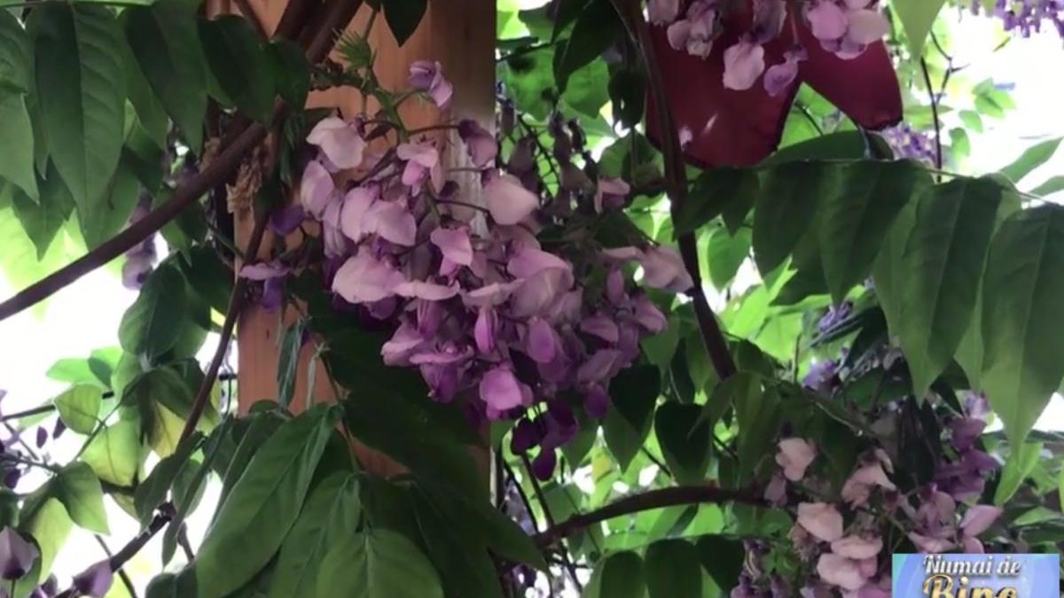 numai de bine glicina frumoasa japoneza din gradina