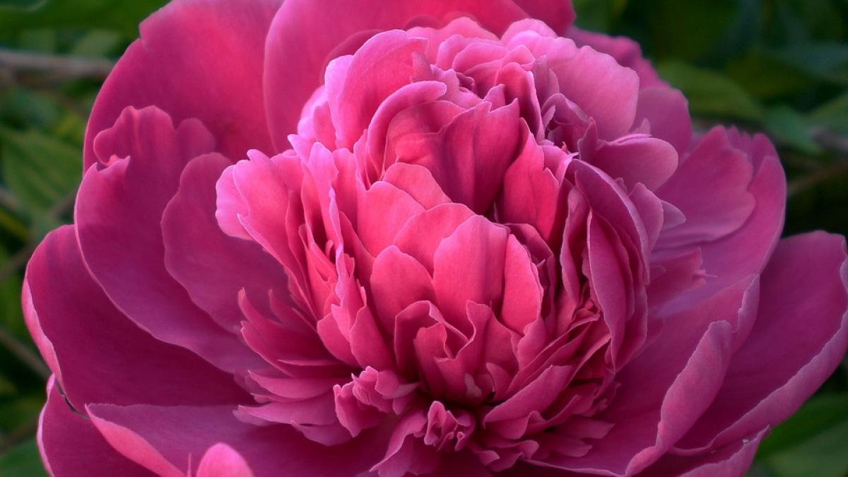 putini romani stiu asta bujorul floare miraculoasa de ce trebuie sa cumperi azi aceste flori