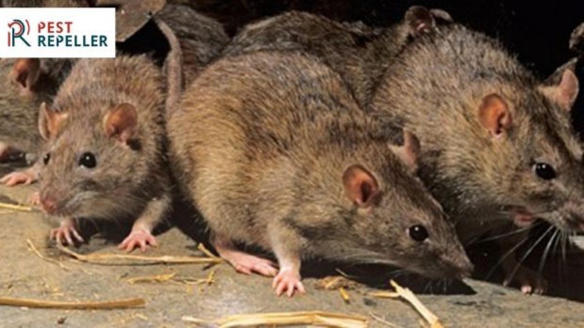 cum poti combate prezenta soarecilor p