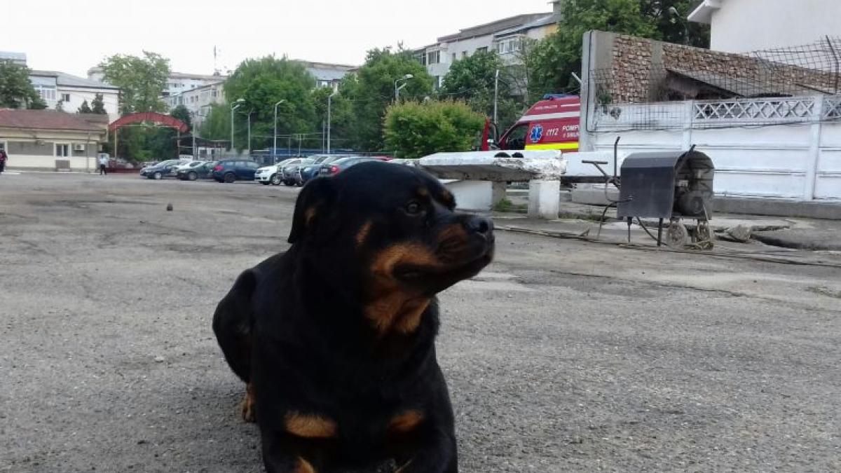 cora este de vanzare jandarmii nu mai pot pastra catelusa a participat la misiuni de asigurare a