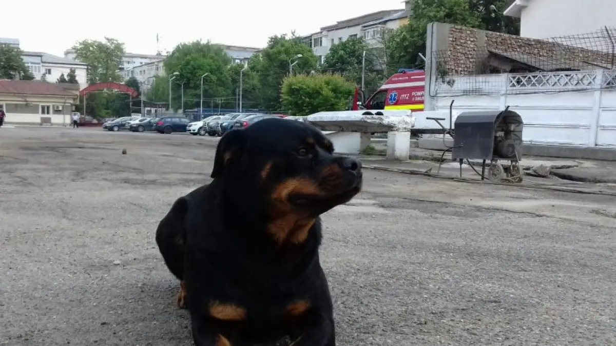 cora este de vanzare jandarmii nu mai pot pastra catelusa a participat la misiuni de asigurare a