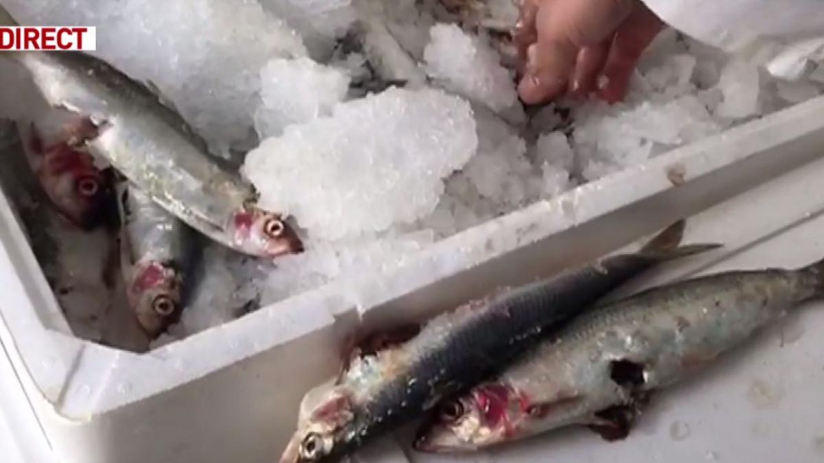 marile lanturi de magazine din bucuresti pline de peste stricat ce nereguli s au descoperit