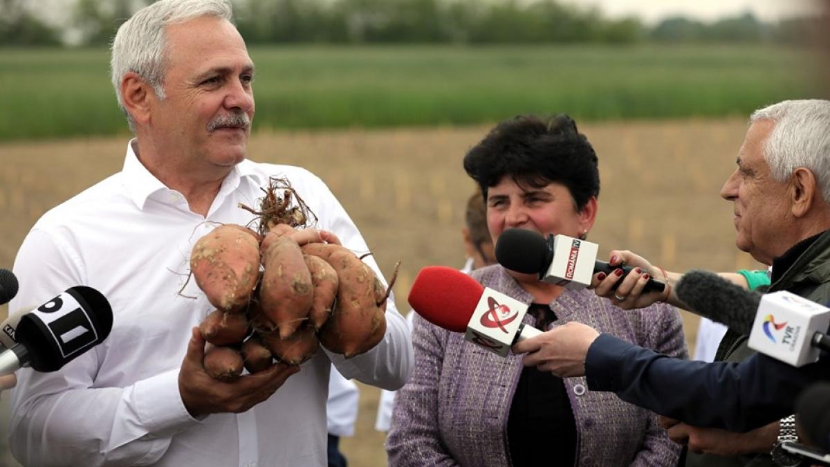 sondaj cine ar trebui sa fie urmatorul presedinte al psd in locul lui liviu dragnea