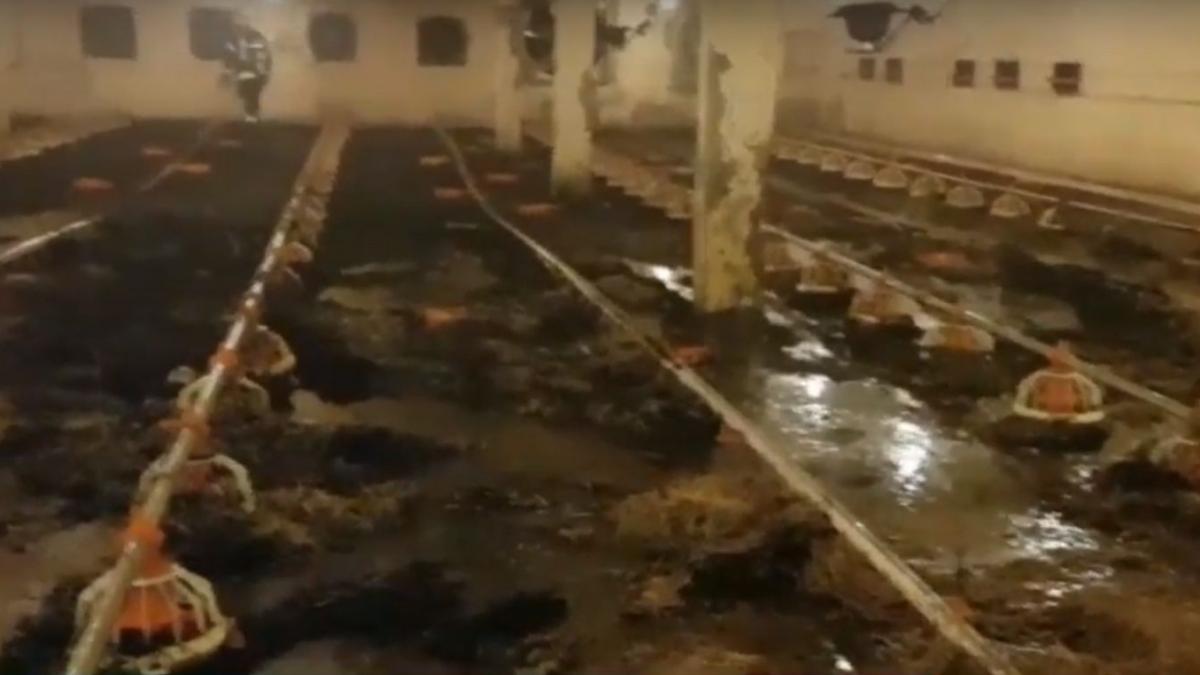 incendiu de proportii in hunedoara peste 16 000 de pui au ars de vii intr o ferma video