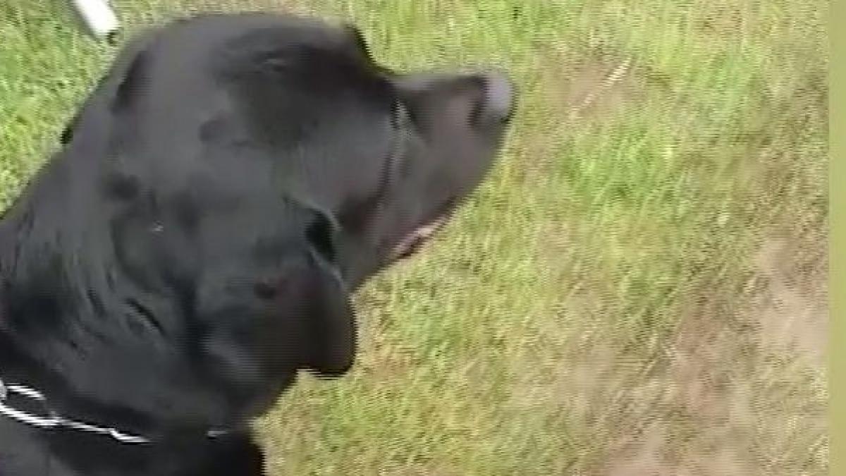 pongo cainele care il apara pe papa francisc in vizita din romania