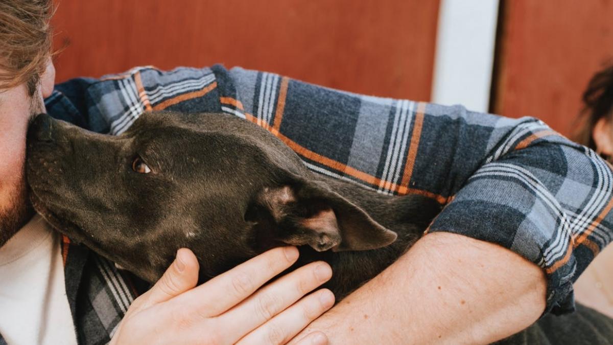 el e mario tanarul care a strabatut peste 4500 de kilometri pentru a salva un caine cum l am vazut