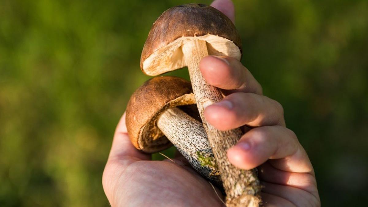 trei oameni din satu mare in coma la spital dupa ce au mancat ciuperci culese din padure