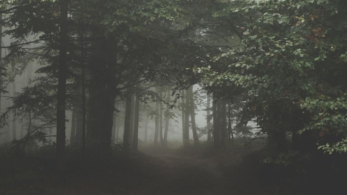 bebelus salvat dupa ce a fost abandonat intr o punga de plastic intr o padure din georgia