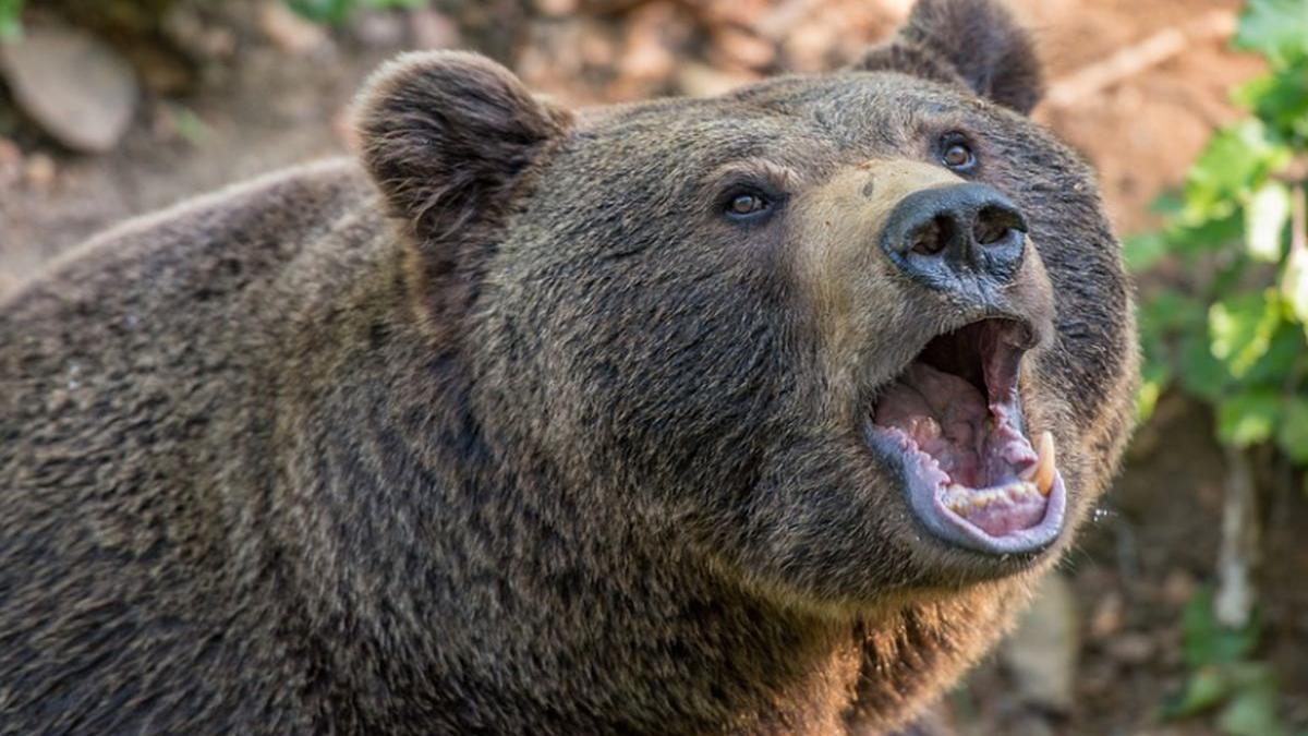 doua turiste au fost atacate de urs langa lacul sfanta ana video