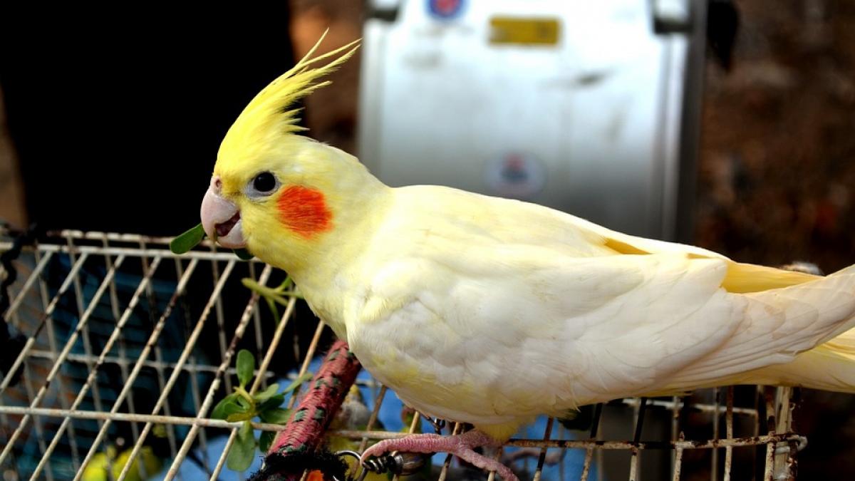 si a ucis sotul si a crezut ca era la un pas sa scape nepedepsita dar papagalul a dat o de gol ce